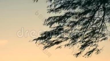 海滩上的<strong>松</strong>树，背景为海天一色的<strong>松树枝</strong>，傍晚泰国恰姆